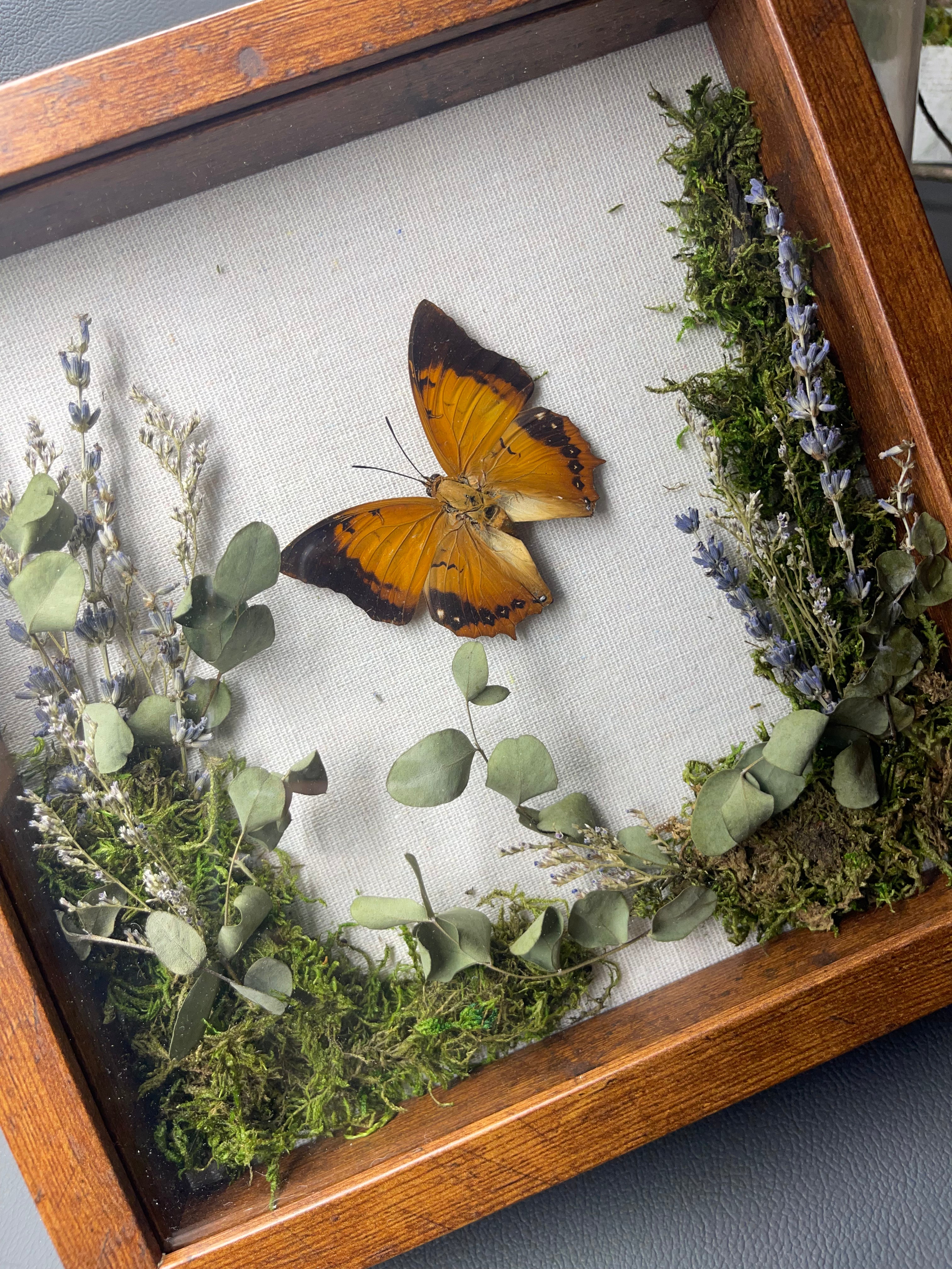 Shadow Boxes – Misfit Of Mourning