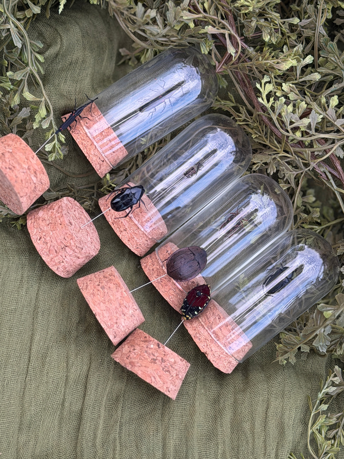 Pinned insect
