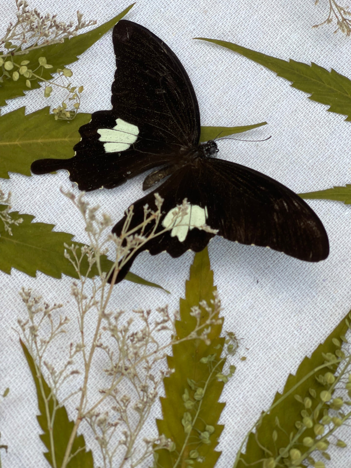 Papilio butterfly