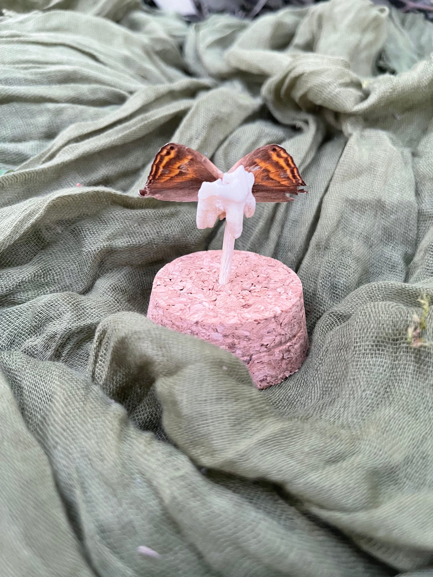 Deer tooth fairy