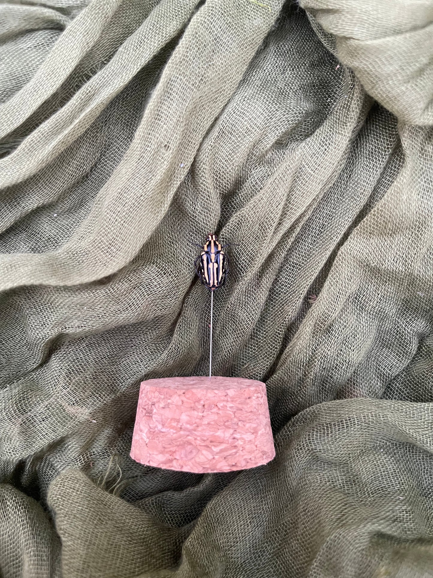 Pinned insect