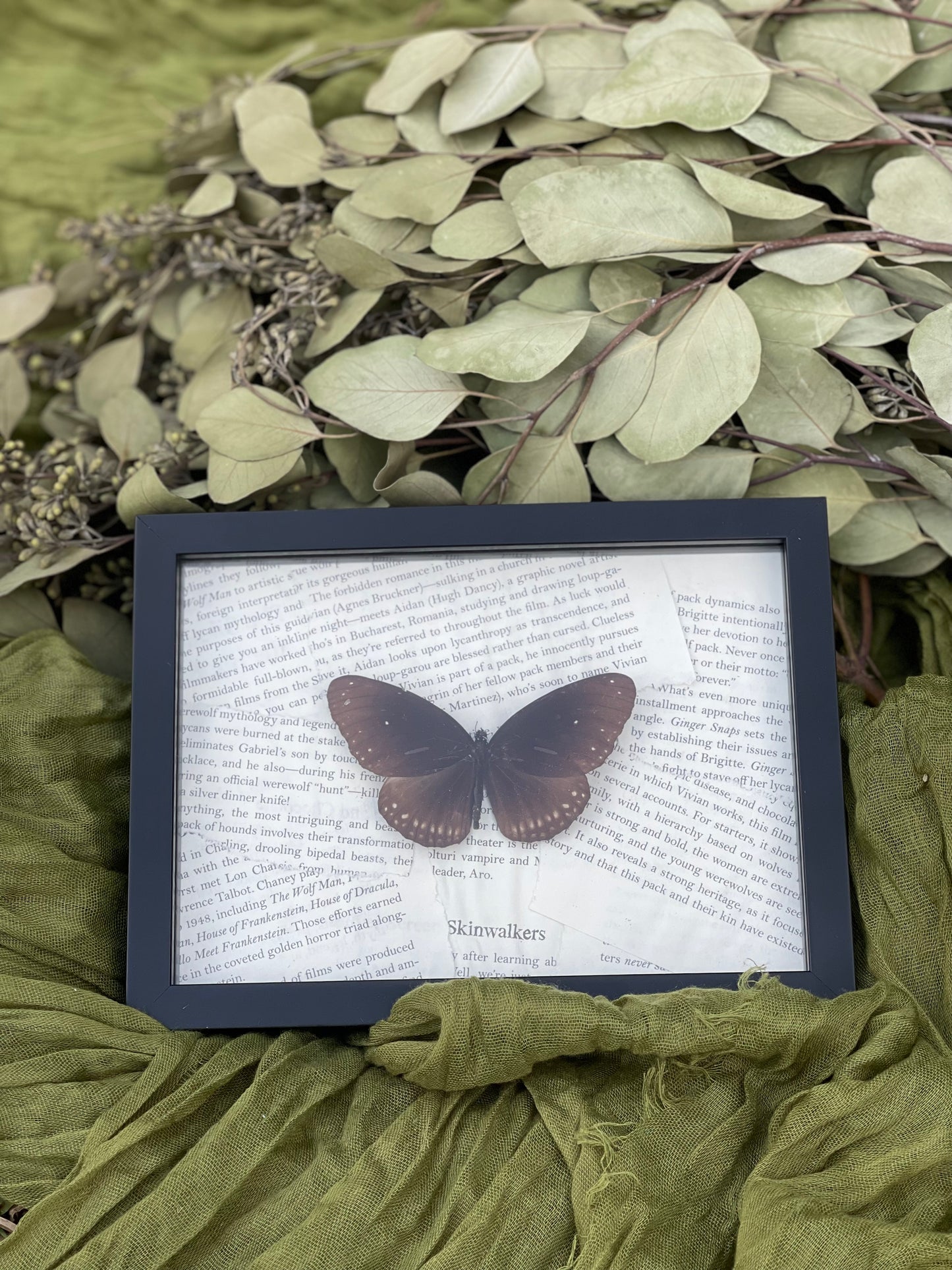 Euploea genus