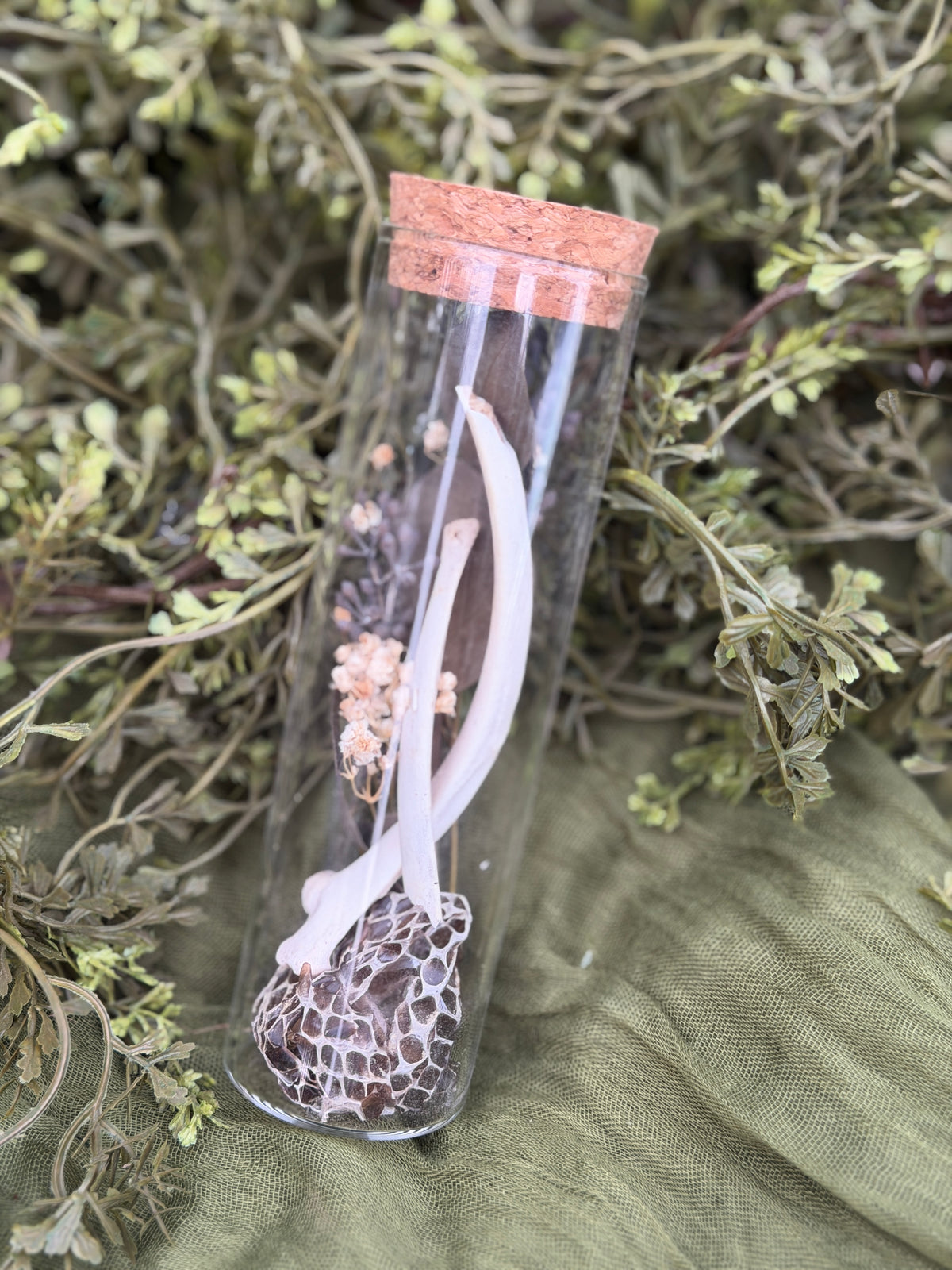 Deer rib and snake shed