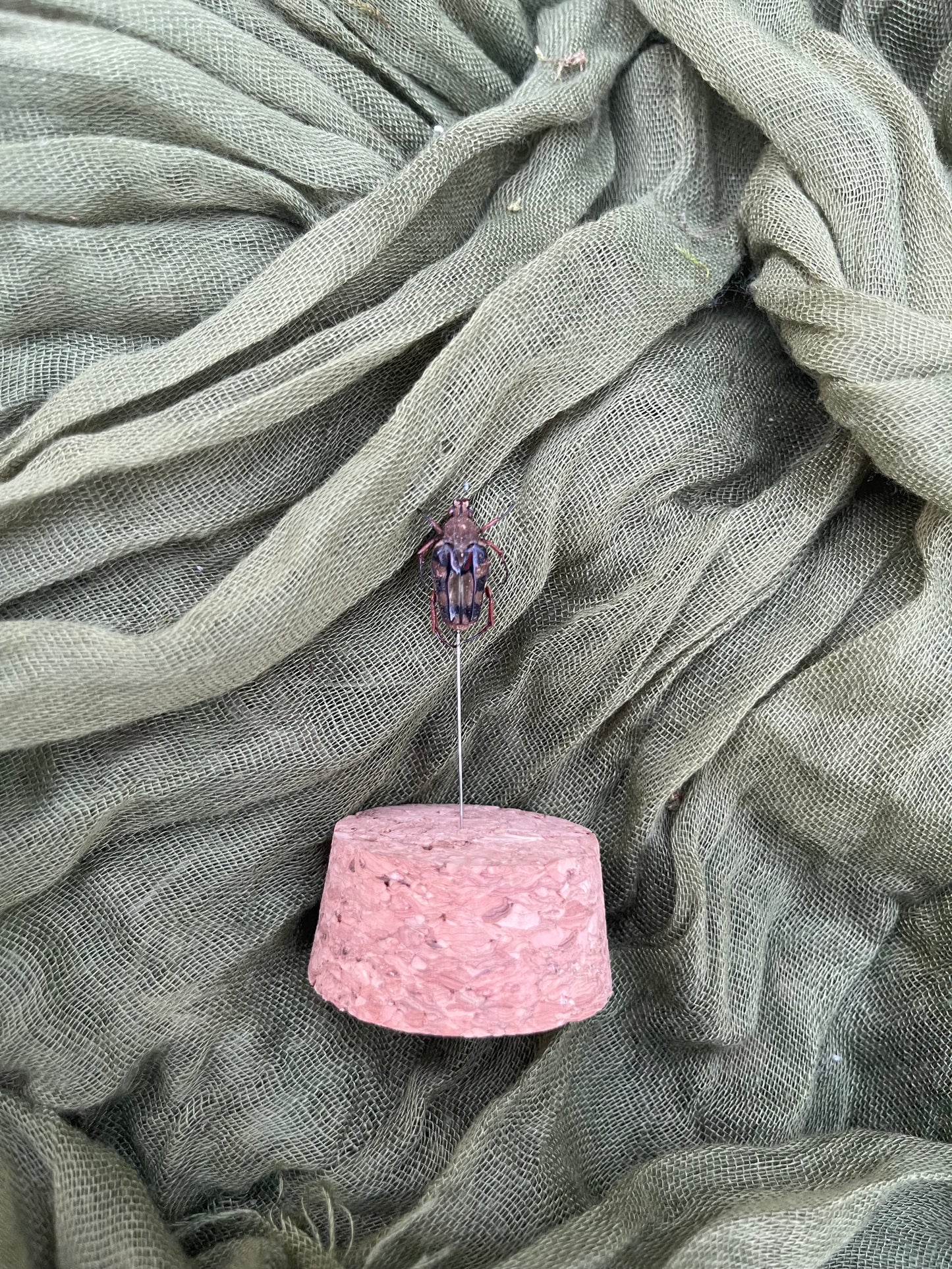 Pinned insect