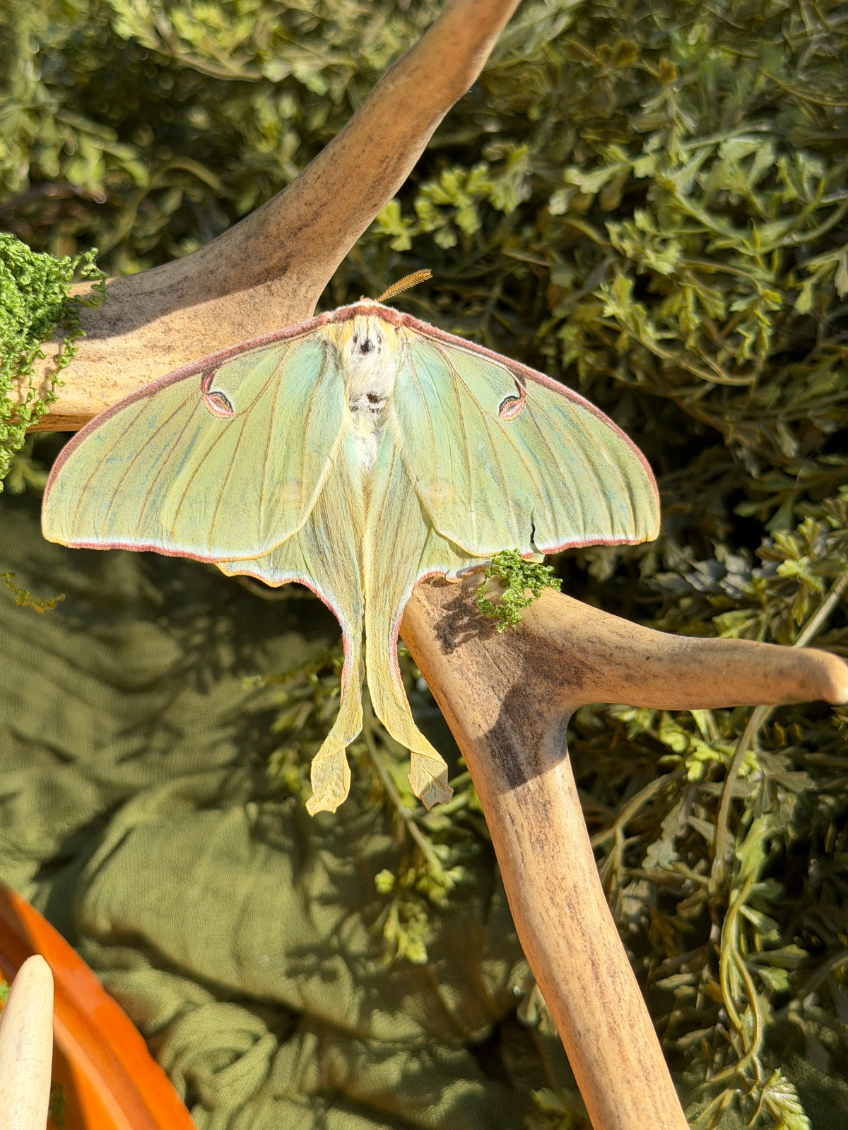 Antler perch - moths and beetles