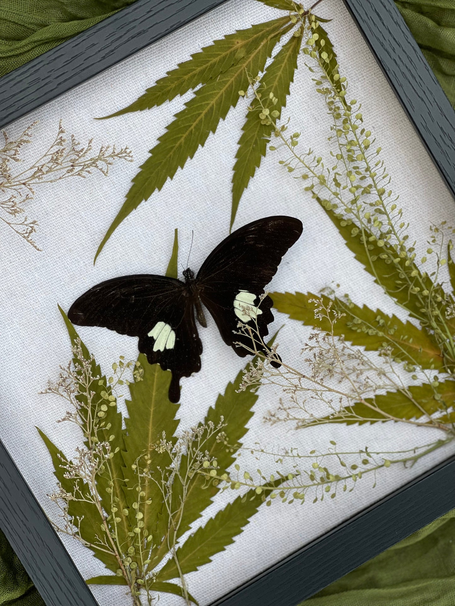 Papilio butterfly
