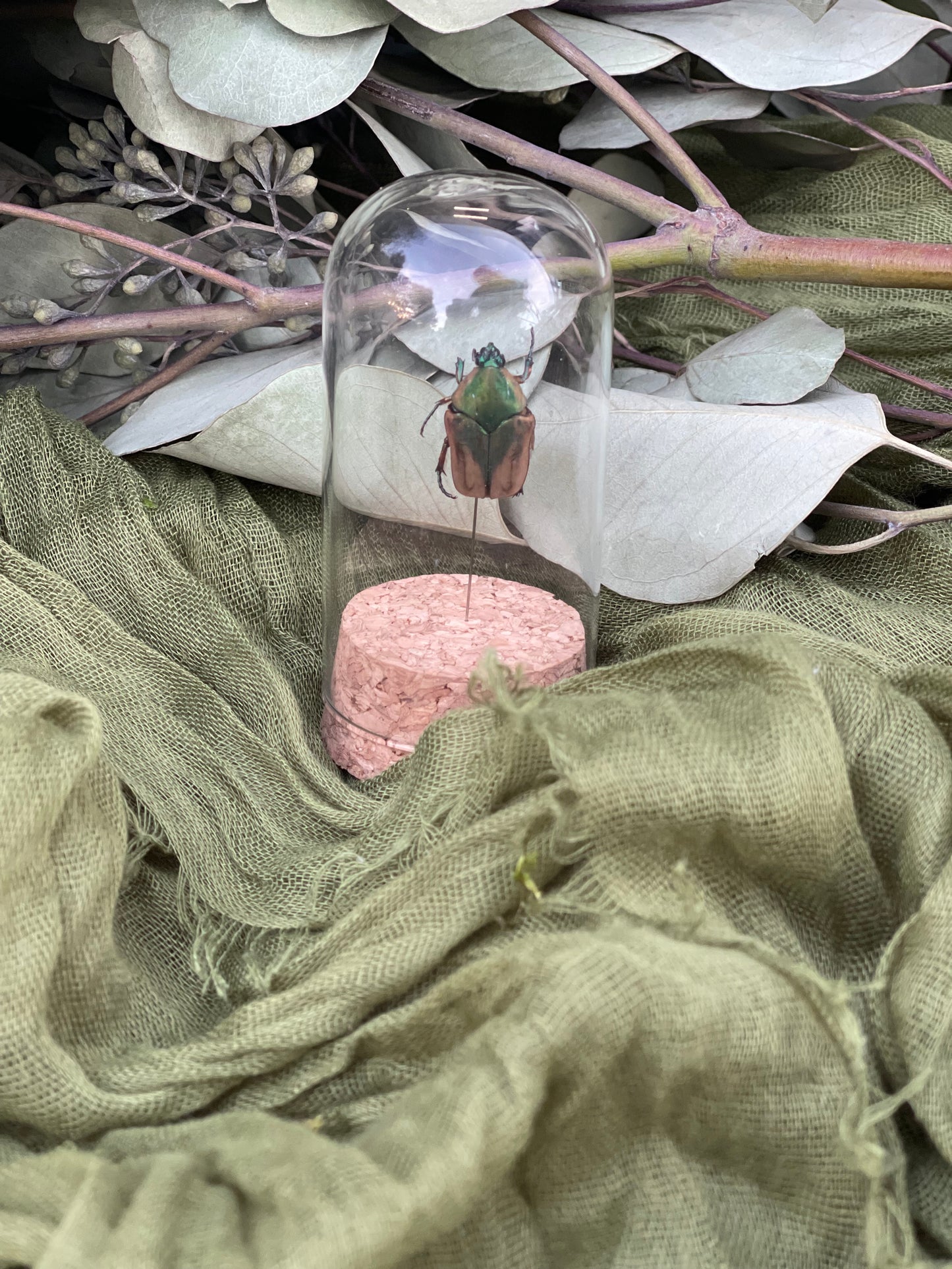 Pinned insect