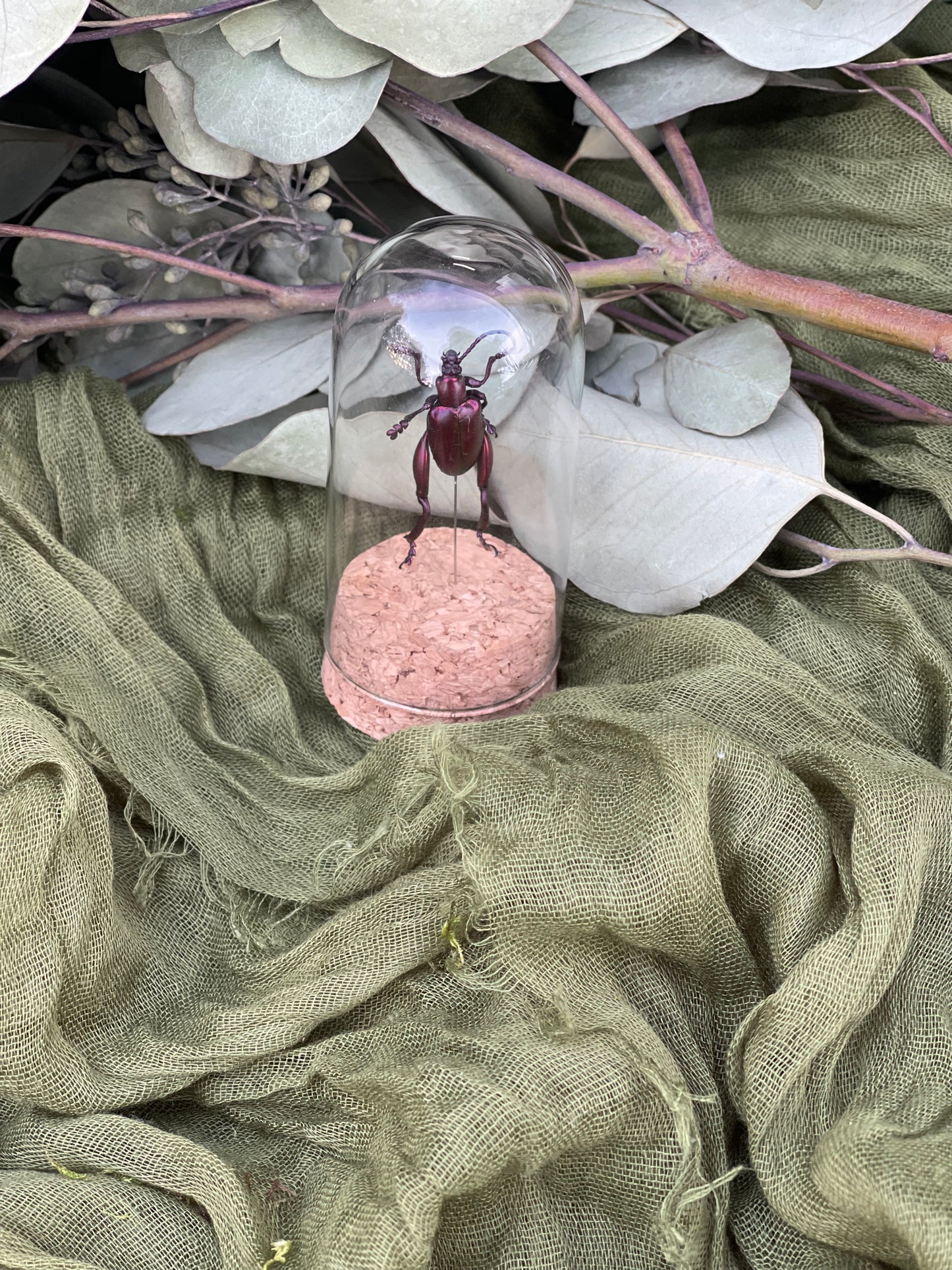 Pinned insect