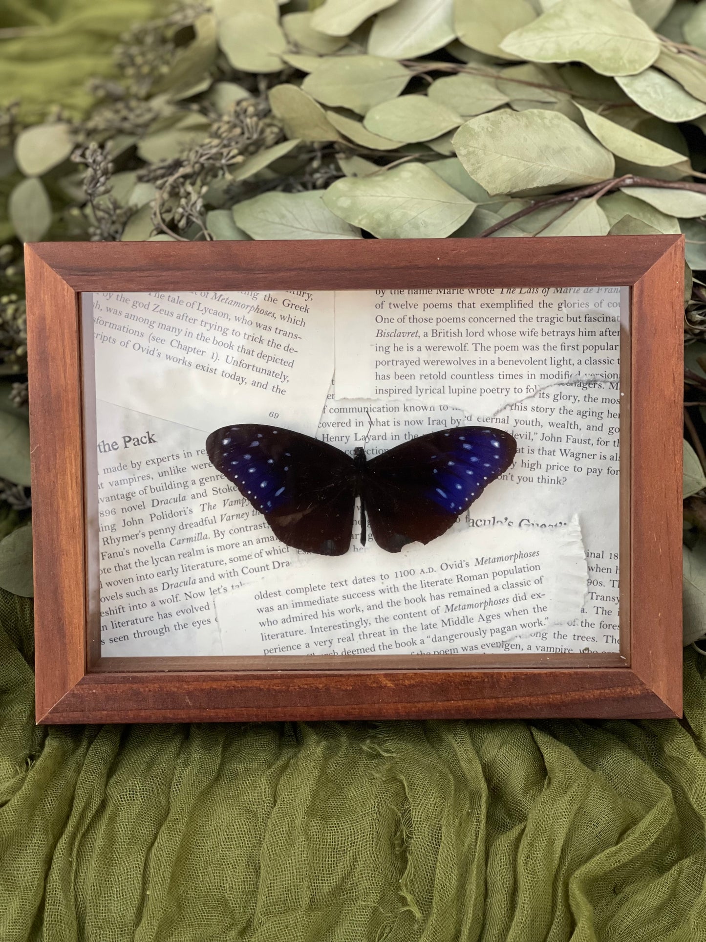 Striped blue crow butterfly