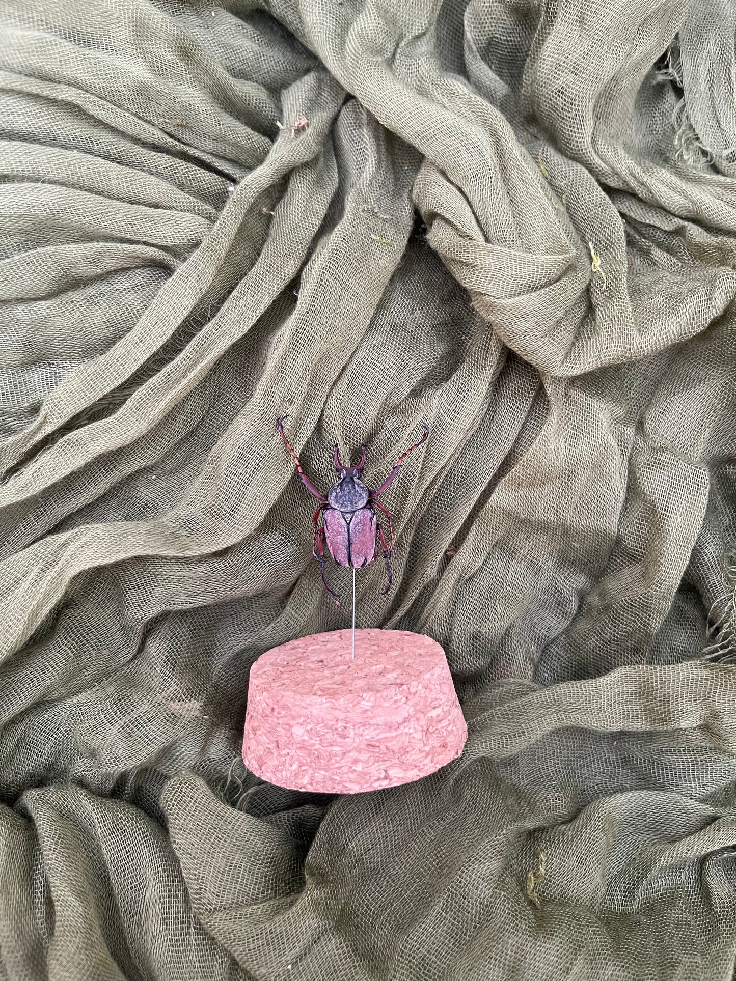 Pinned insect