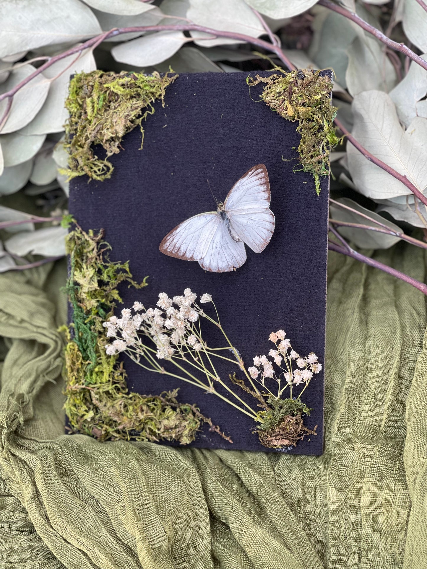 Cepora nadina - lesser gull butterfly shadow box