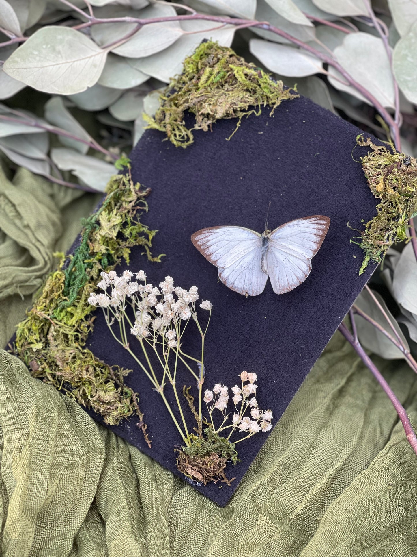 Cepora nadina - lesser gull butterfly shadow box