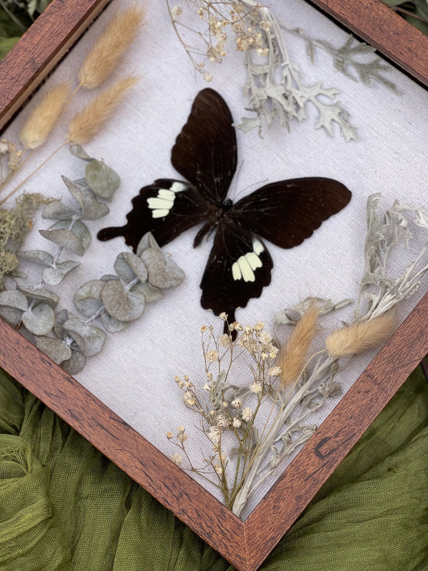 Papilio butterfly shadow box