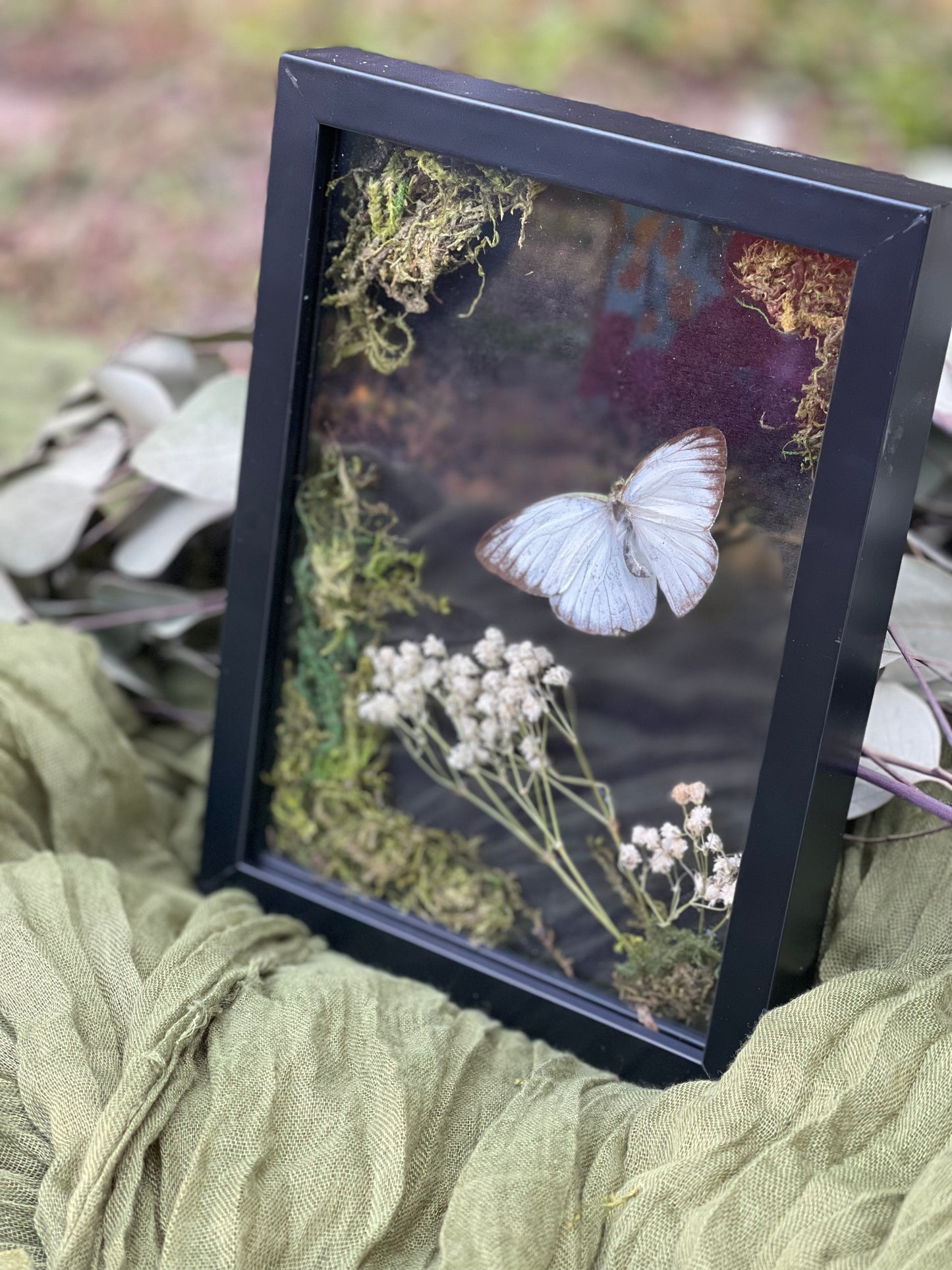 Cepora nadina - lesser gull butterfly shadow box
