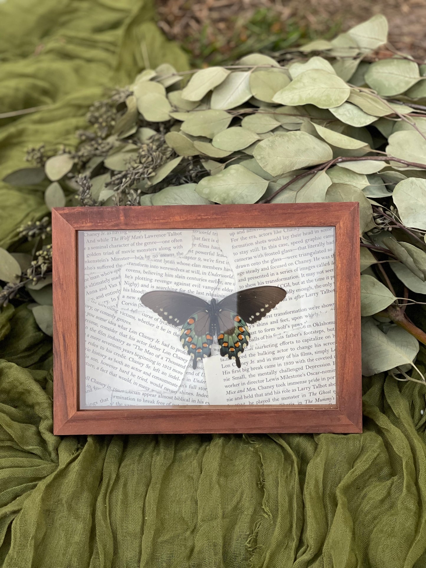Pipevine Swallowtail
