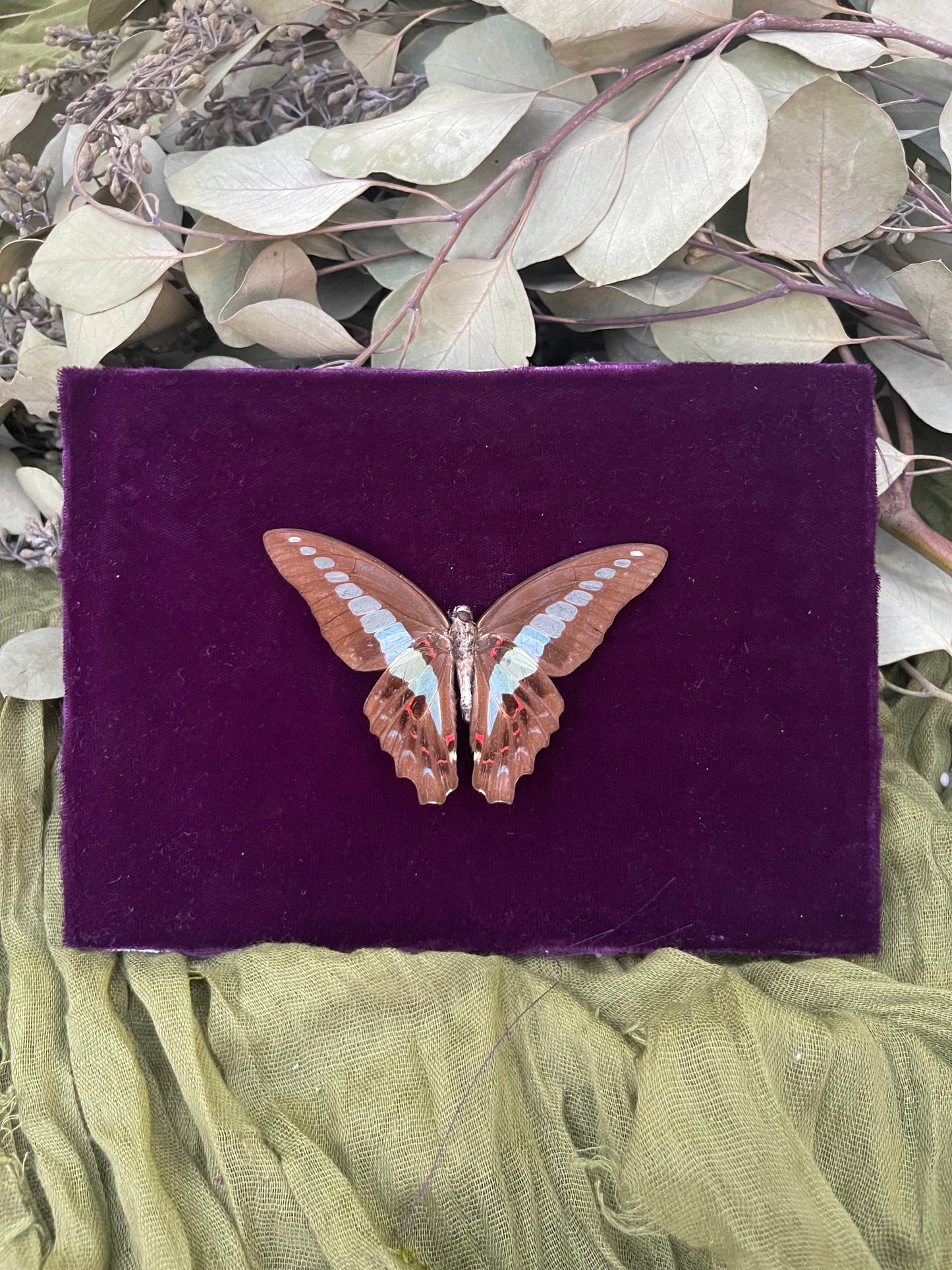 Bluebottle butterfly
