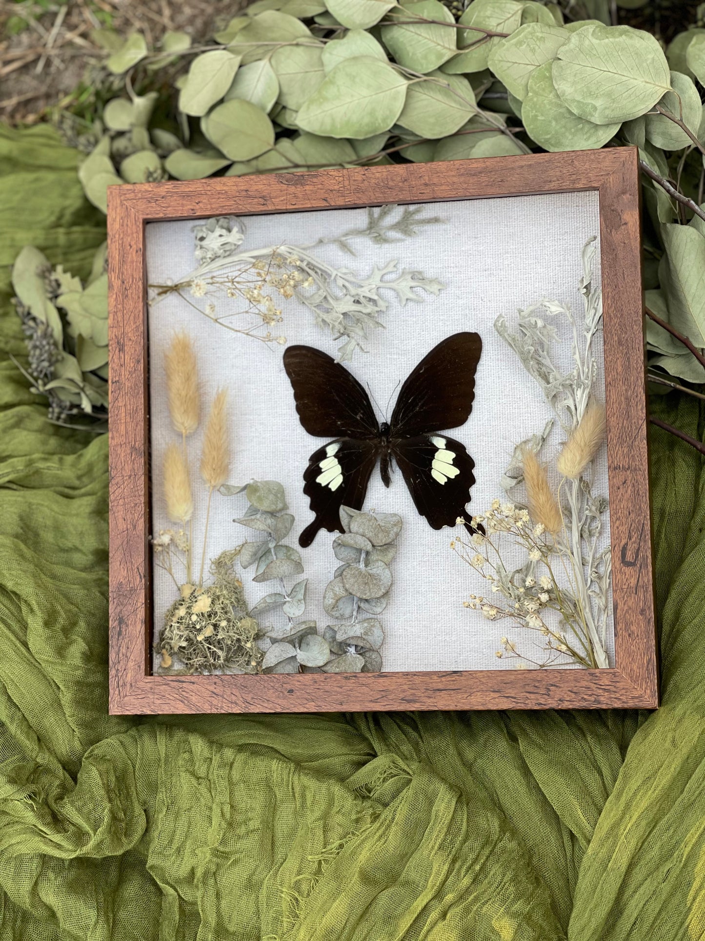 Papilio butterfly shadow box