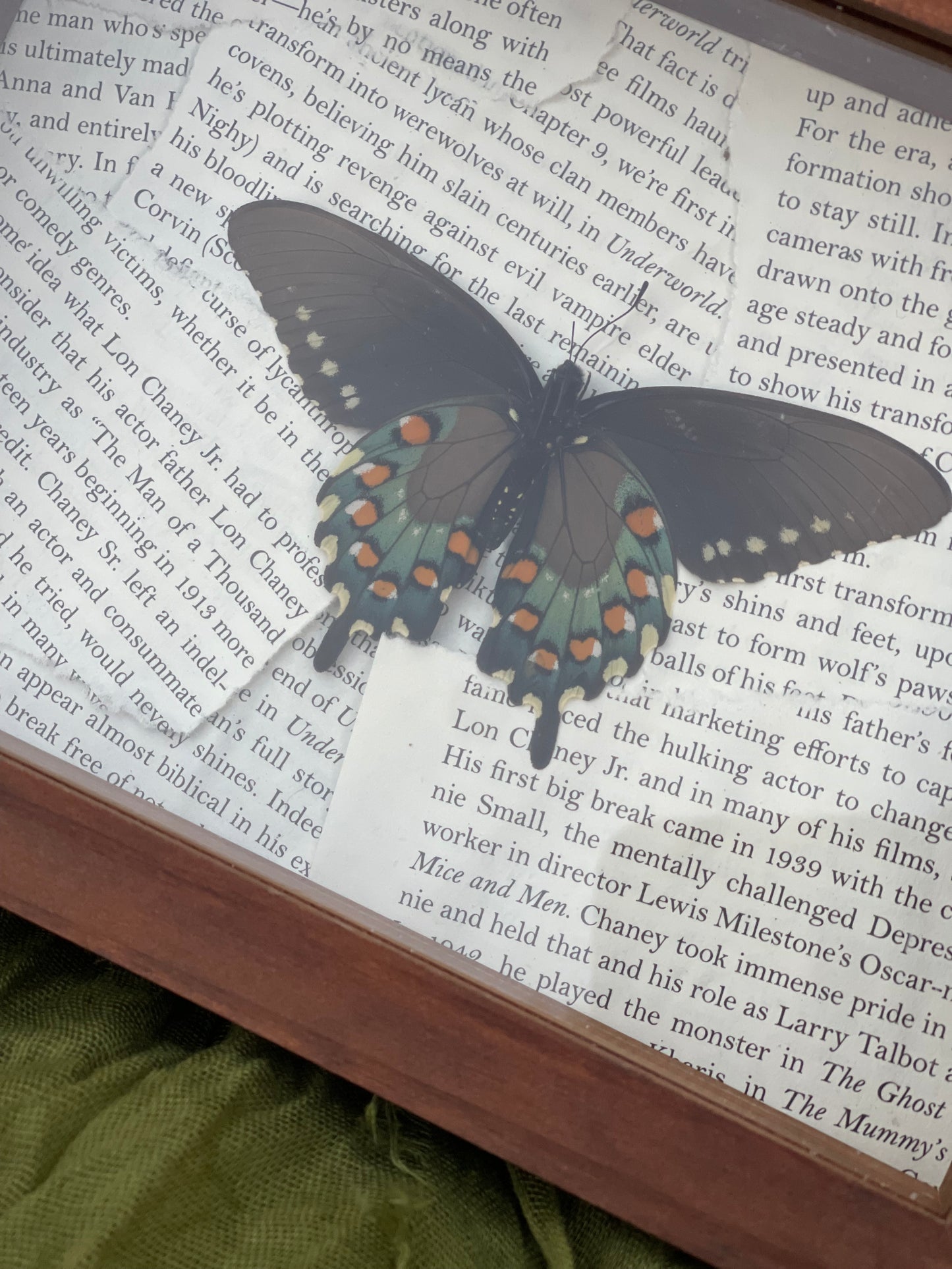 Pipevine Swallowtail