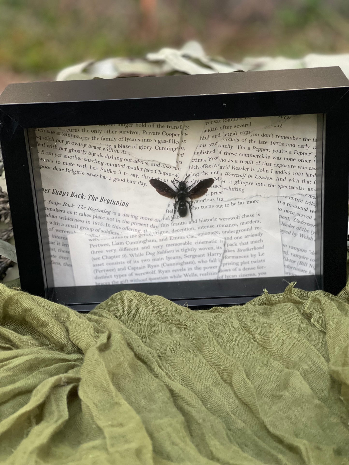 Wasp shadow box