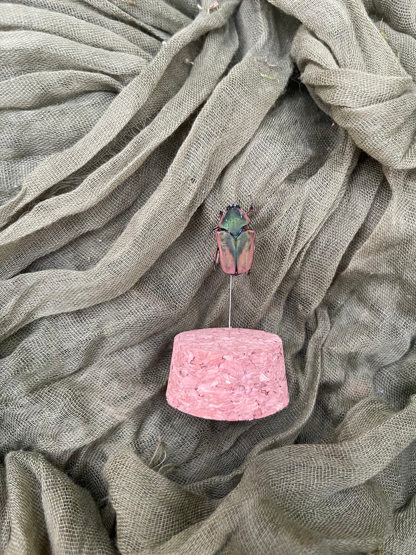 Pinned insect