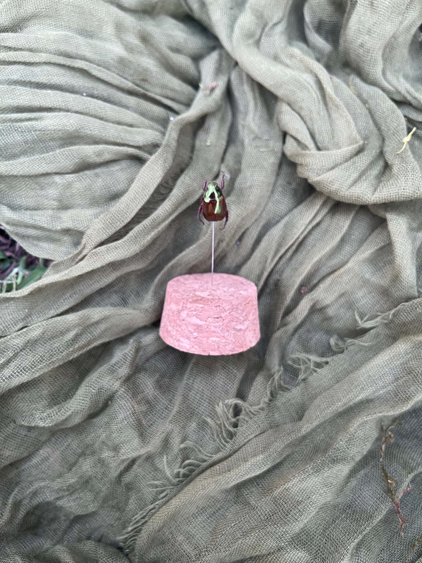 Pinned insect