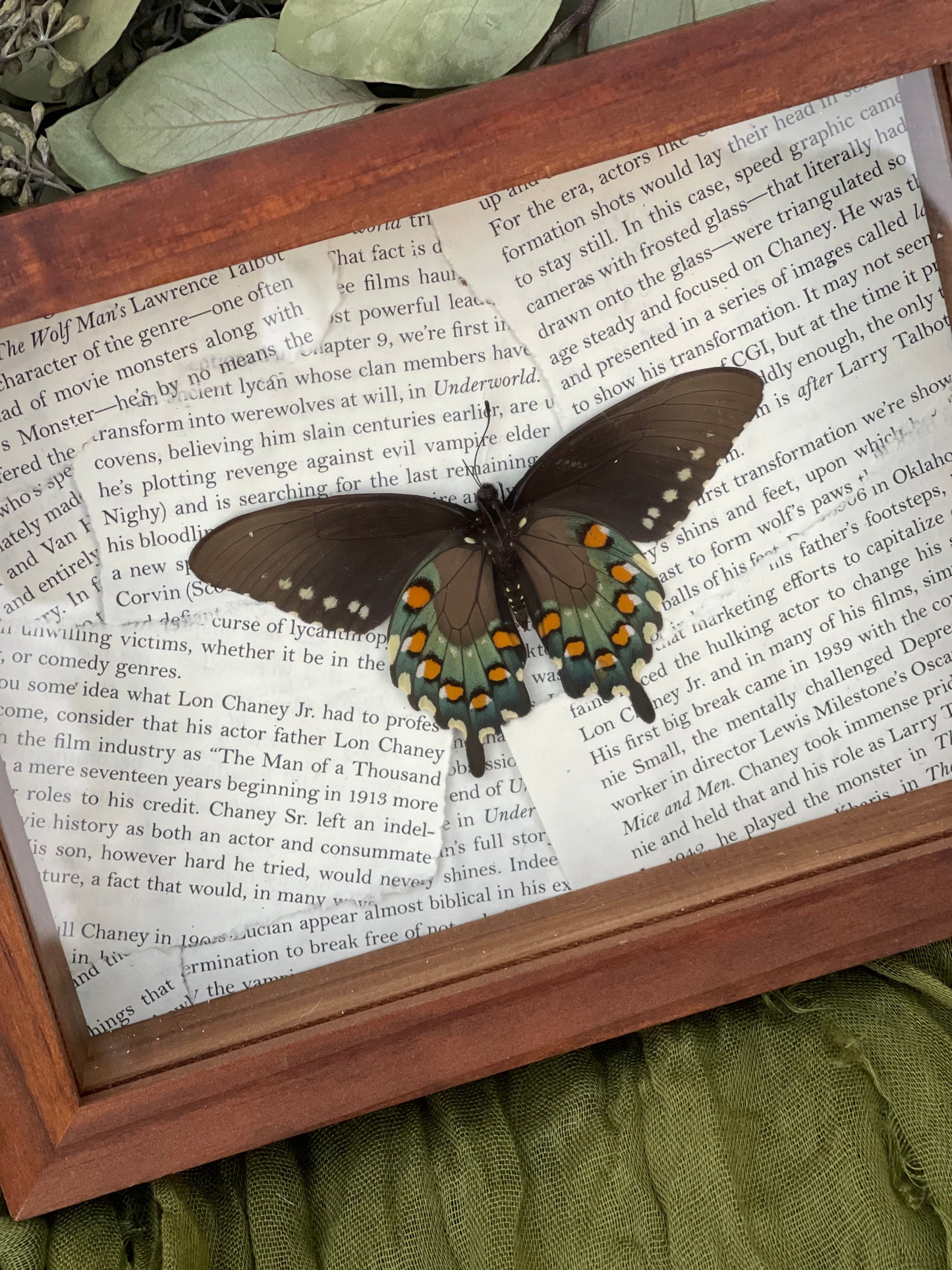 Pipevine Swallowtail