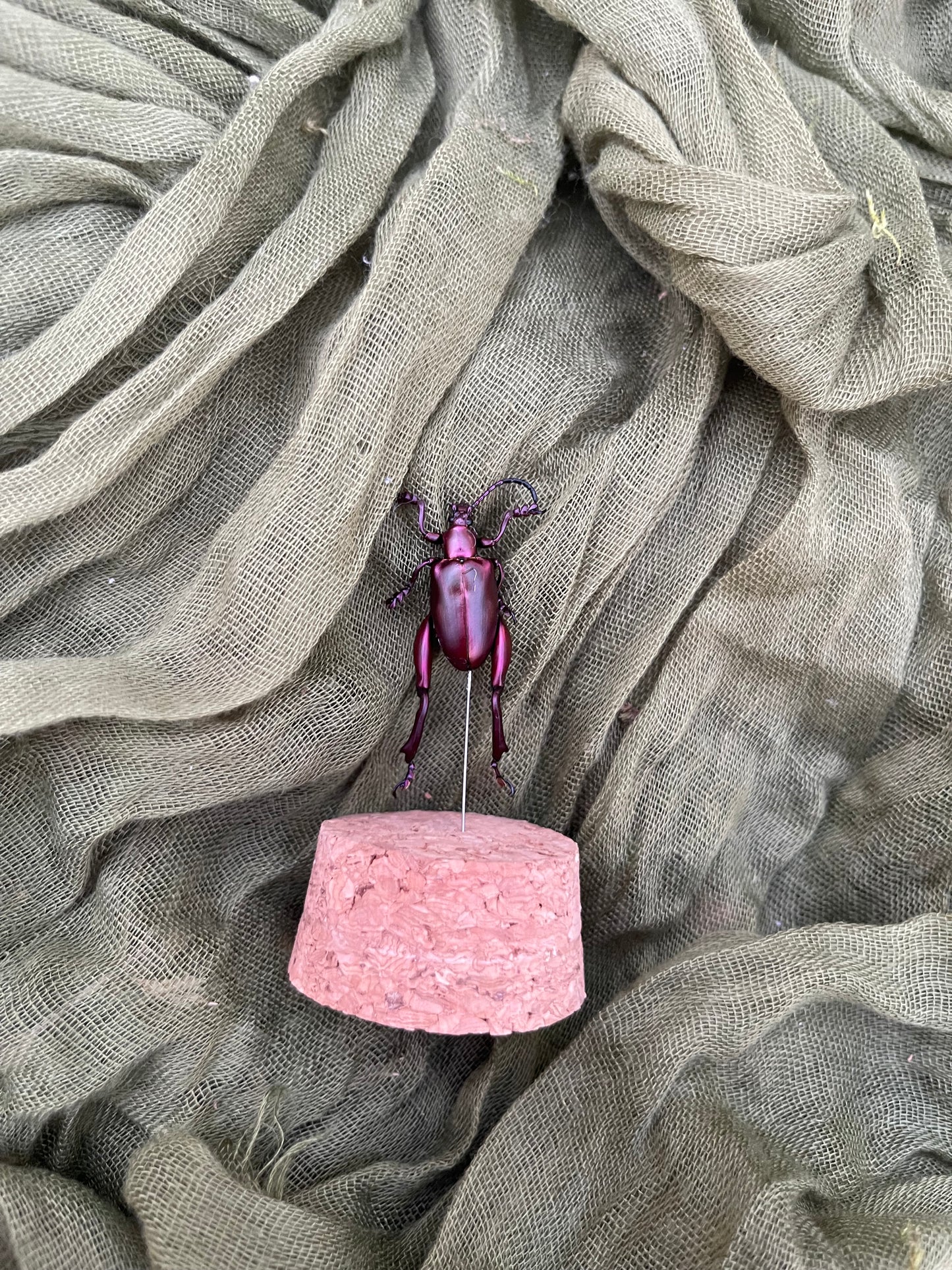 Pinned insect