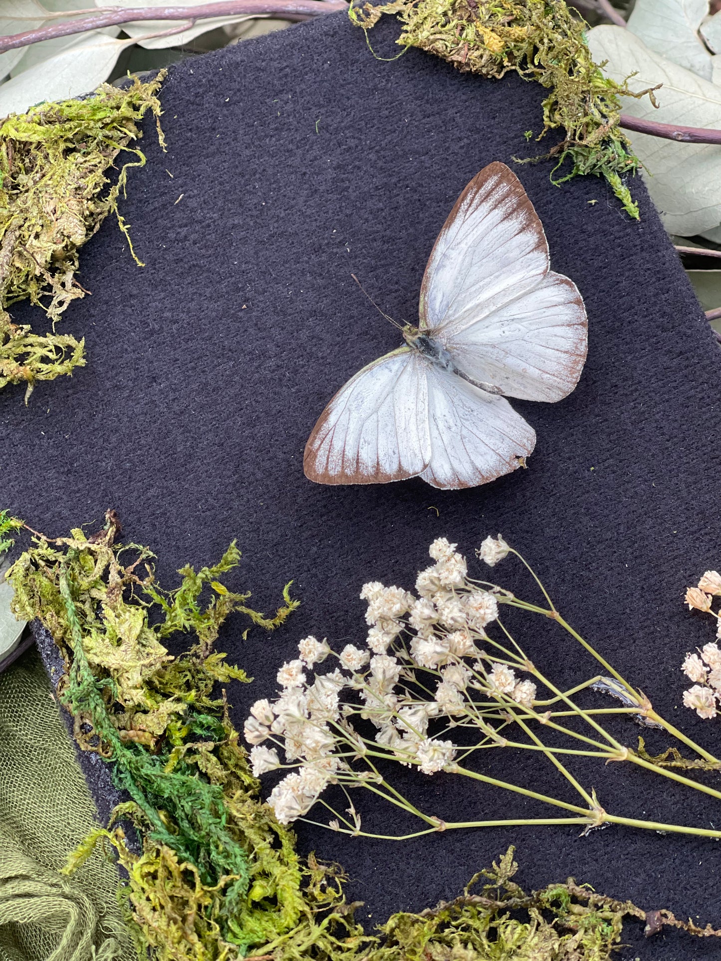 Cepora nadina - lesser gull butterfly shadow box