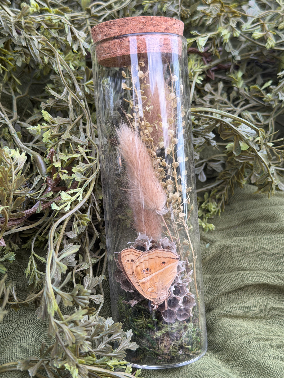 Butterfly and bald faced hornet nest