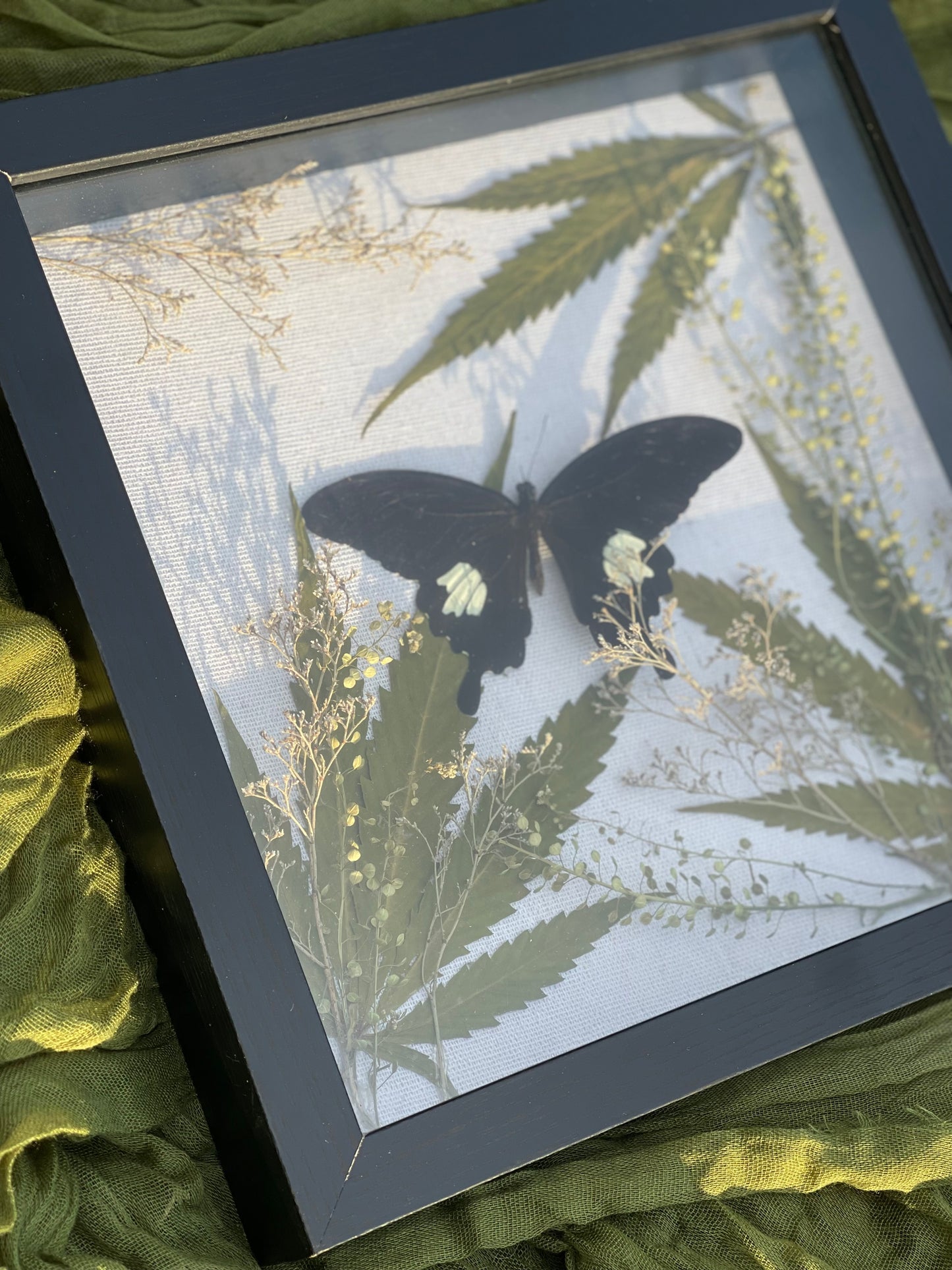 Papilio butterfly