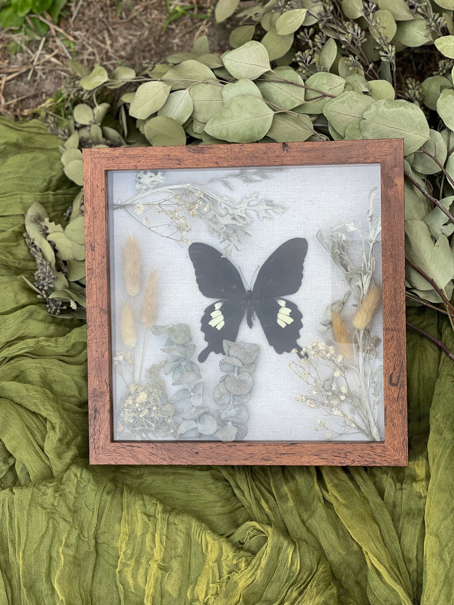Papilio butterfly shadow box