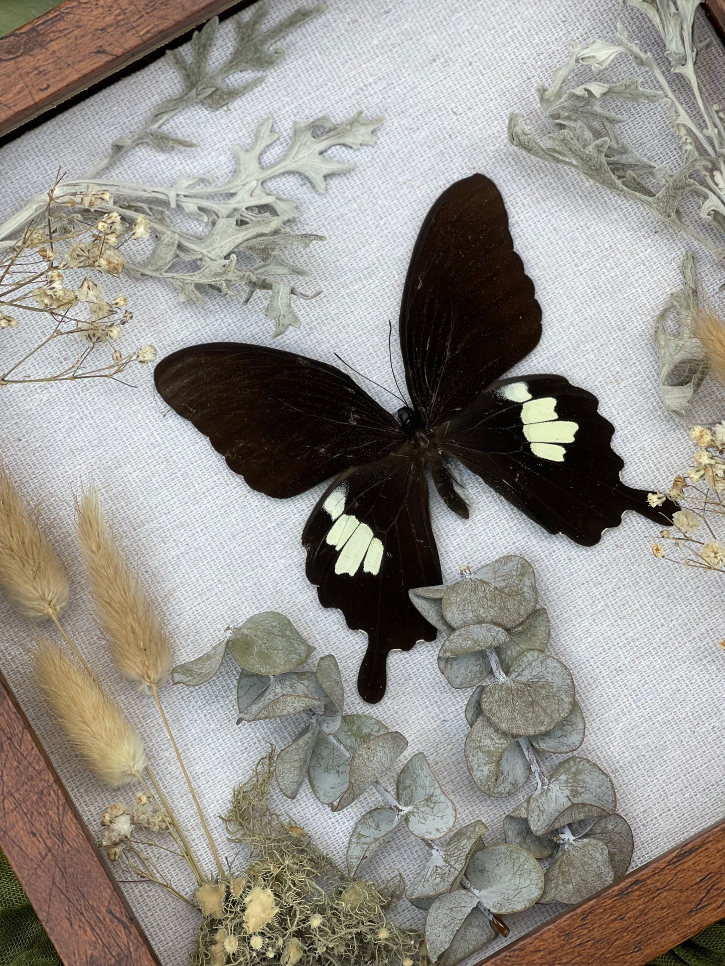 Papilio butterfly shadow box