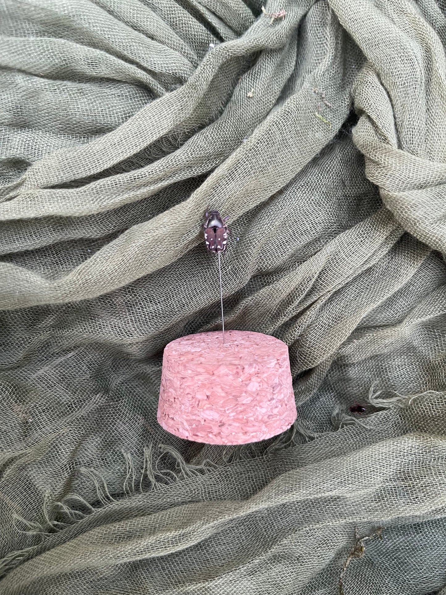 Pinned insect