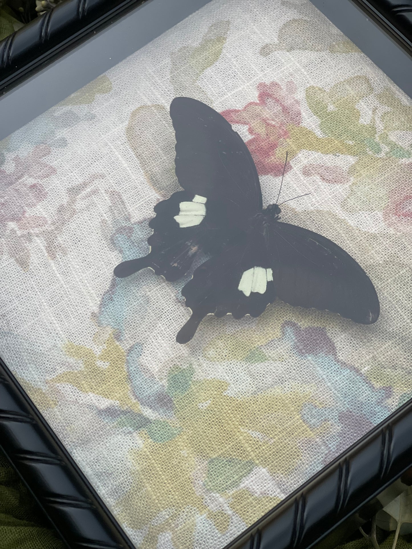 Papilio