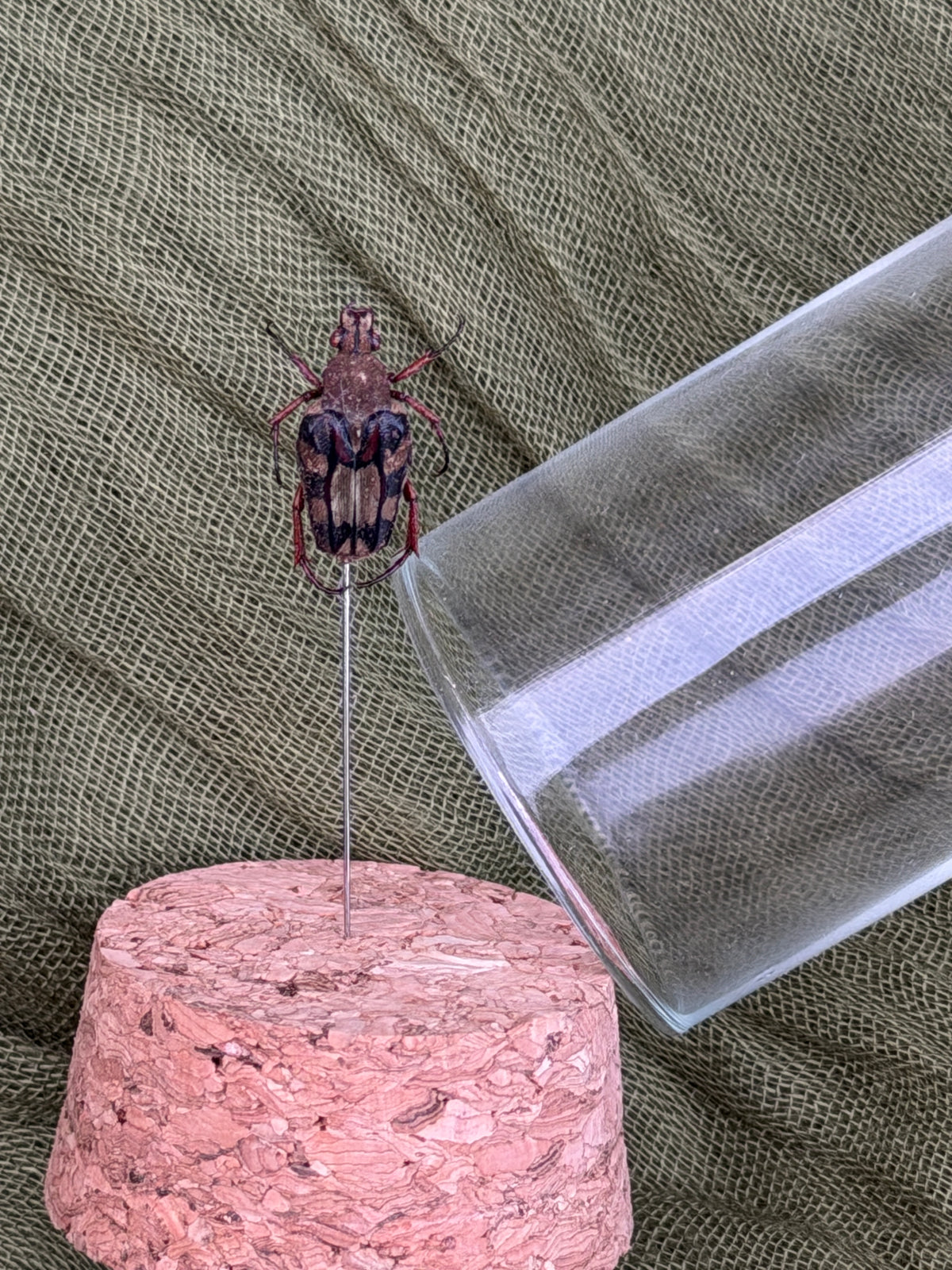 Pinned insect