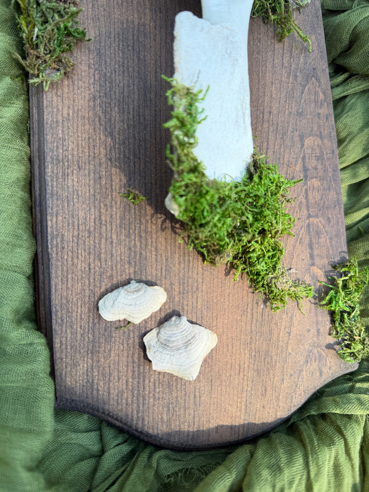Deer pelvis and mushrooms
