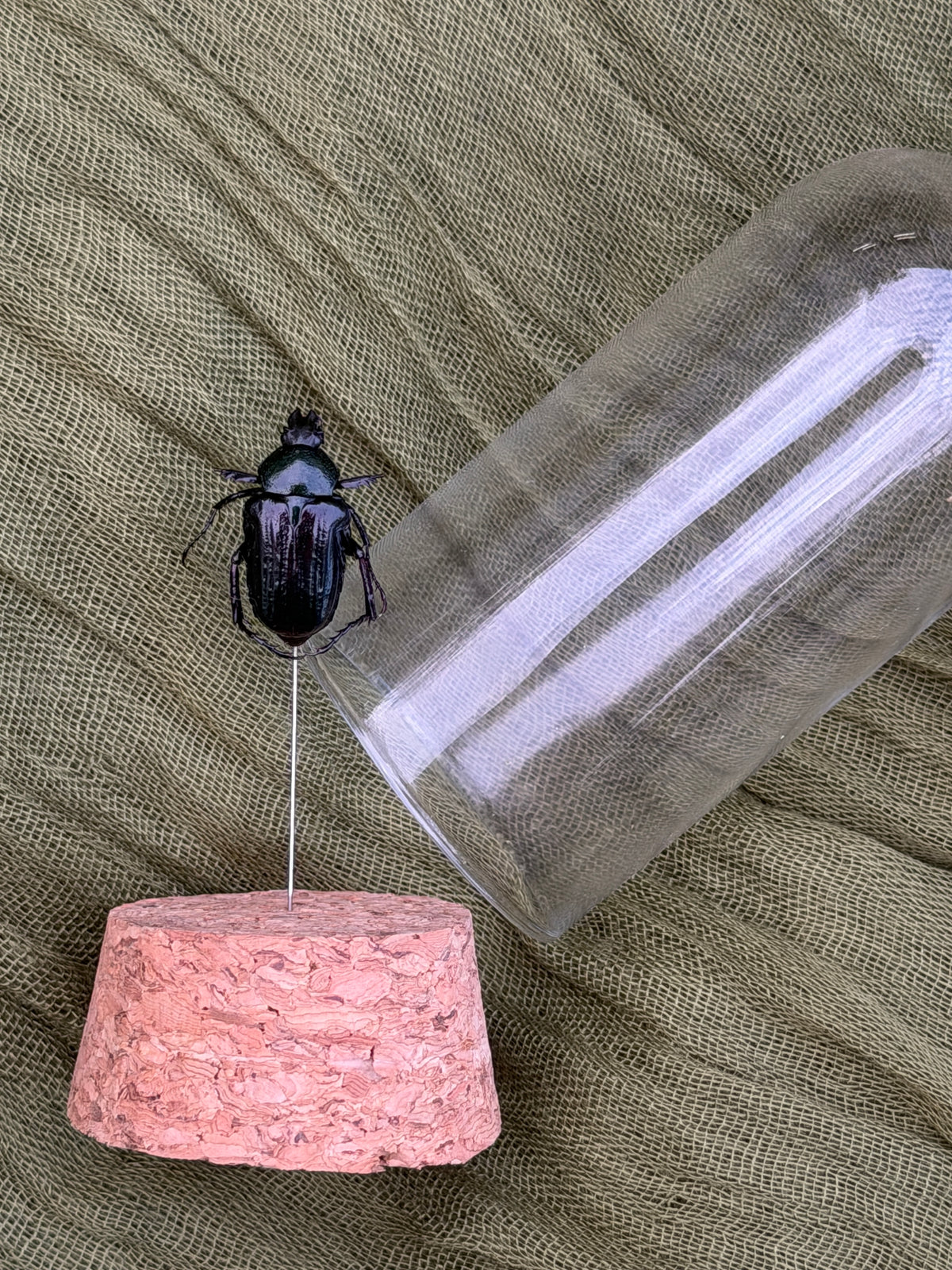 Pinned insect
