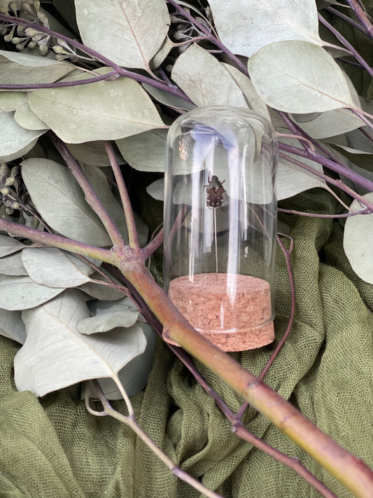 Pinned insect