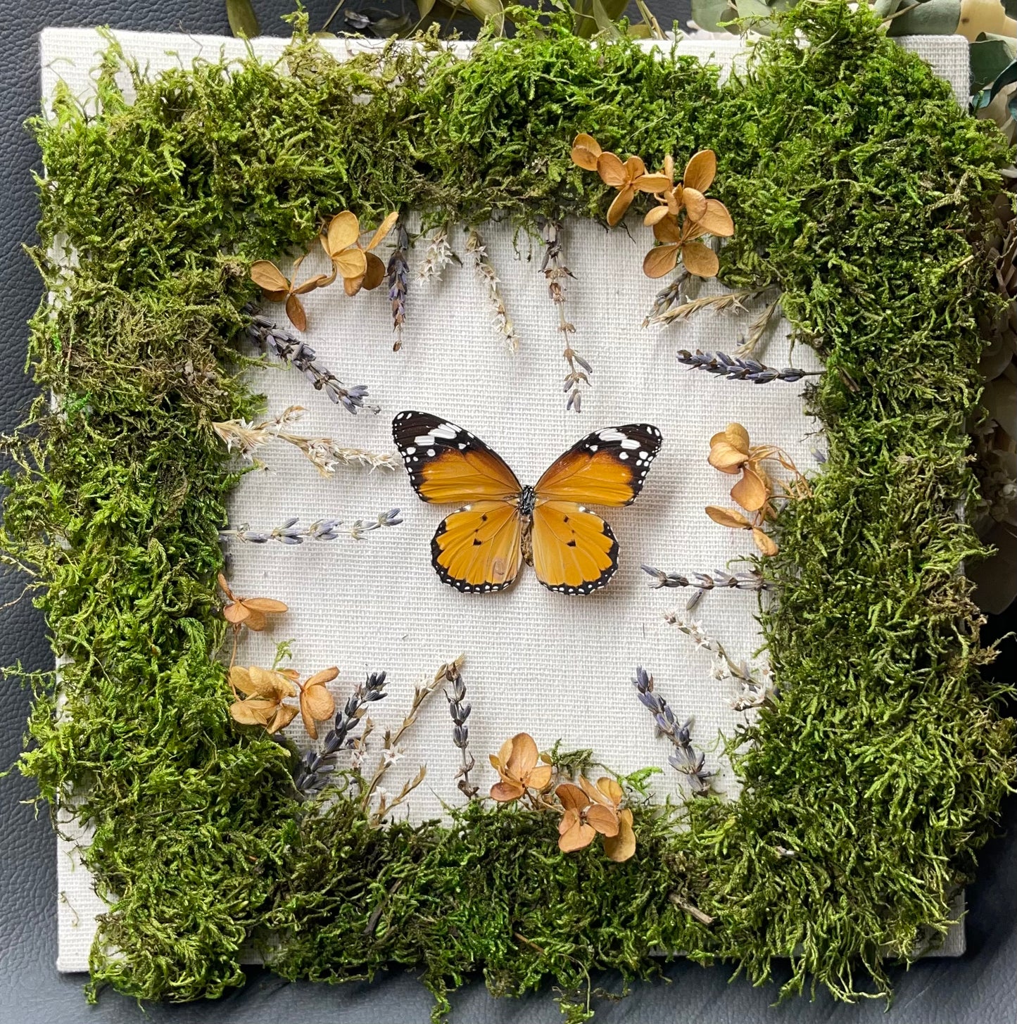 Shadow Box - butterfly