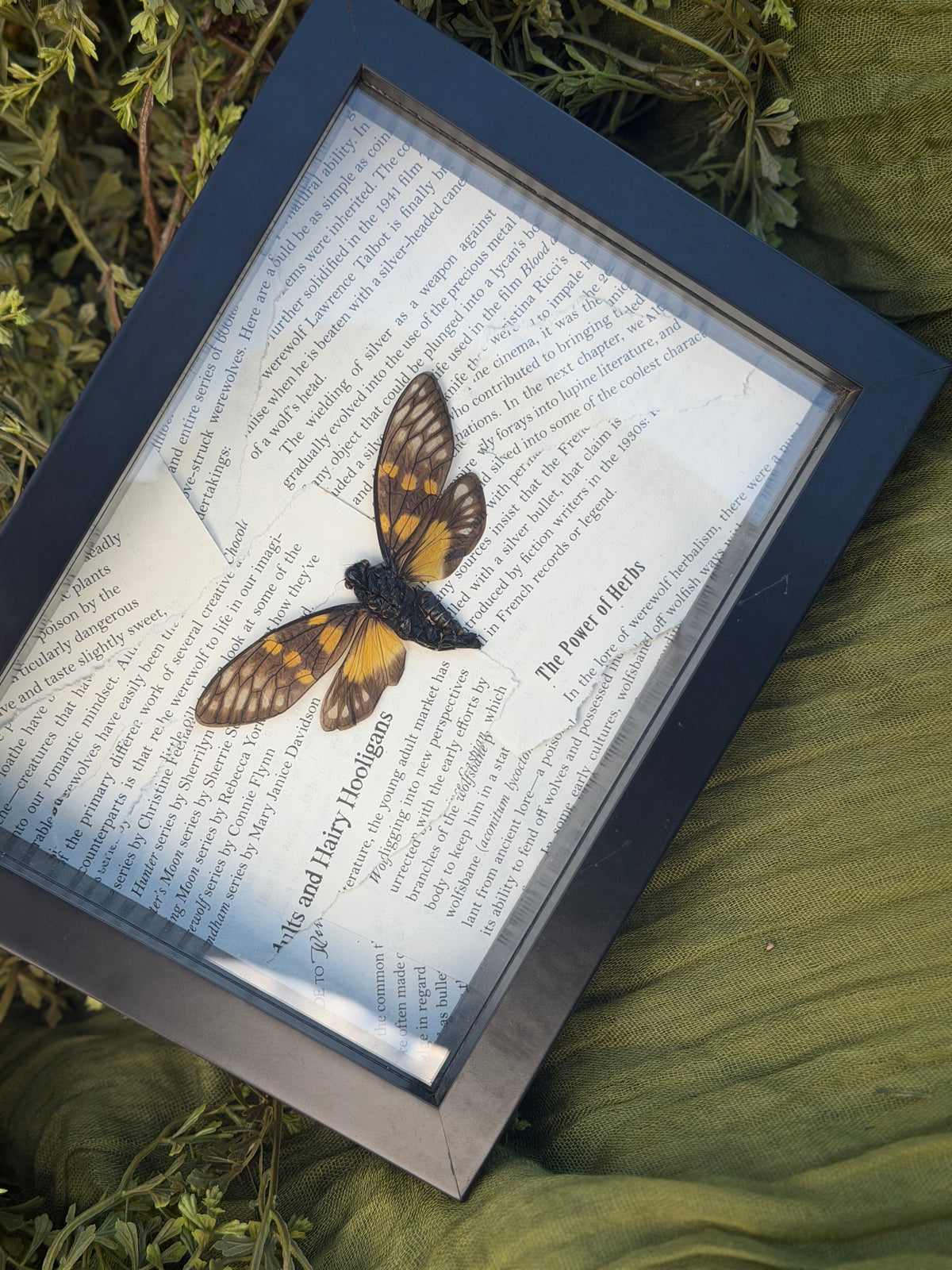 Framed Cicada