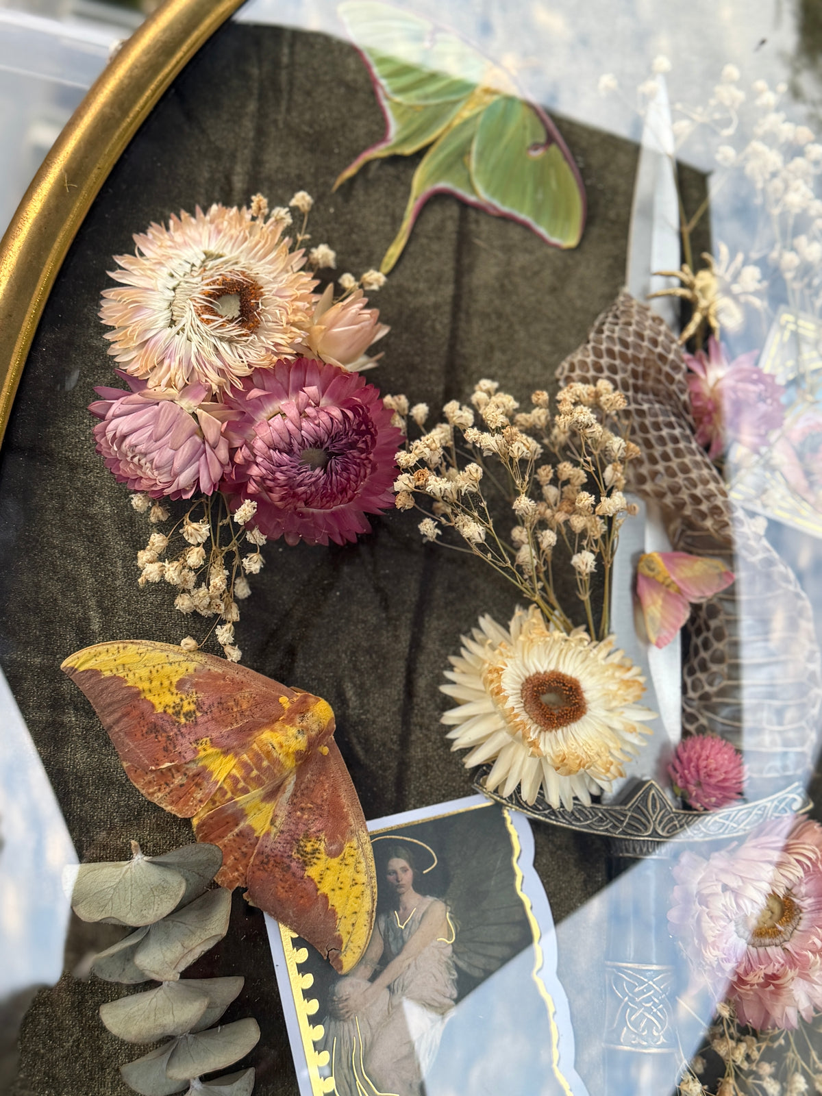 Antique convex glass framed insects