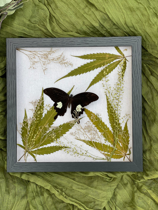 Papilio butterfly