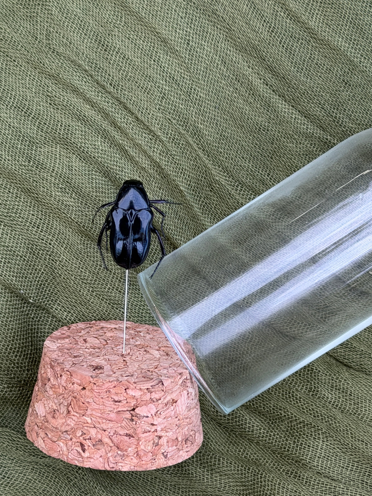 Pinned insect