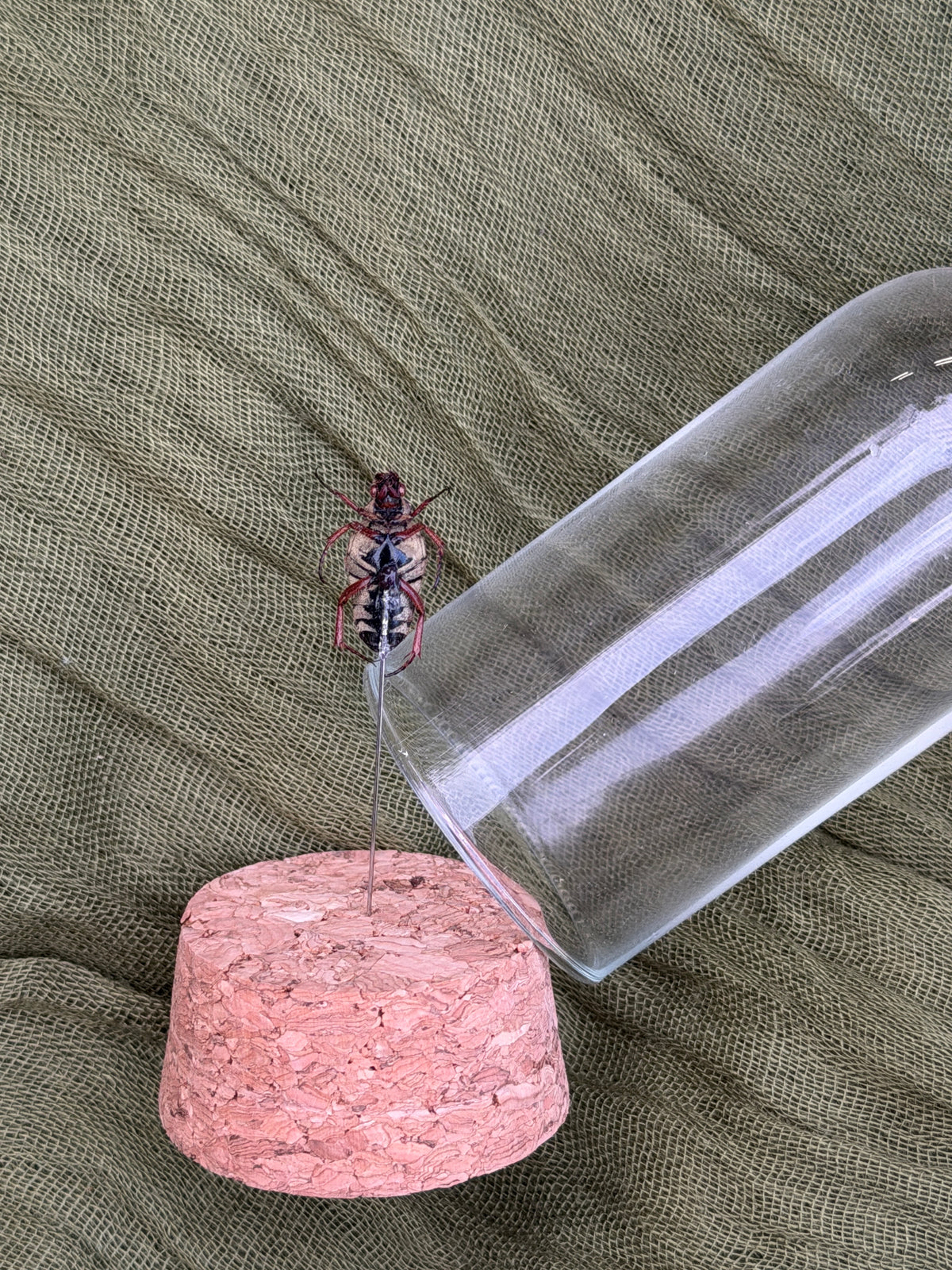 Pinned insect