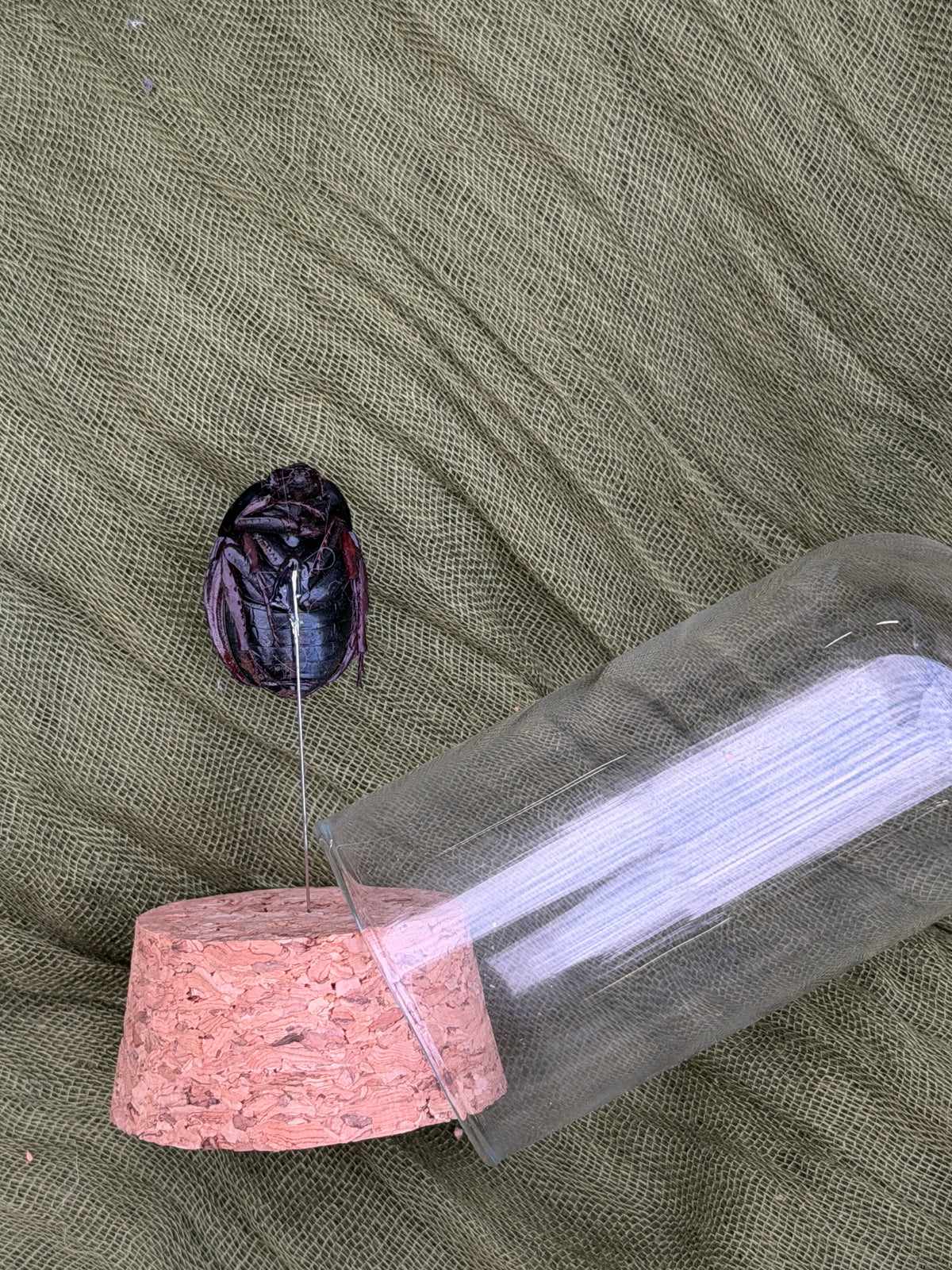 Pinned insect