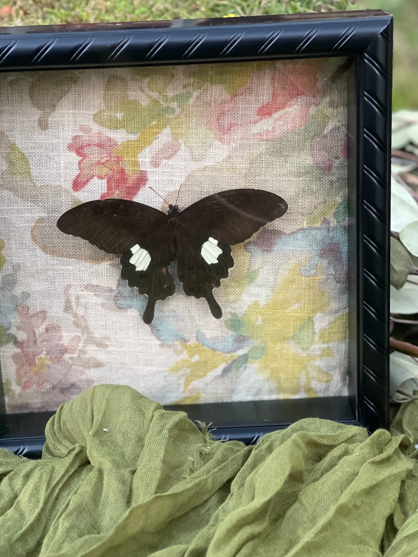 Papilio