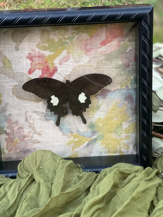 Papilio