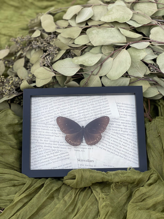 Euploea genus