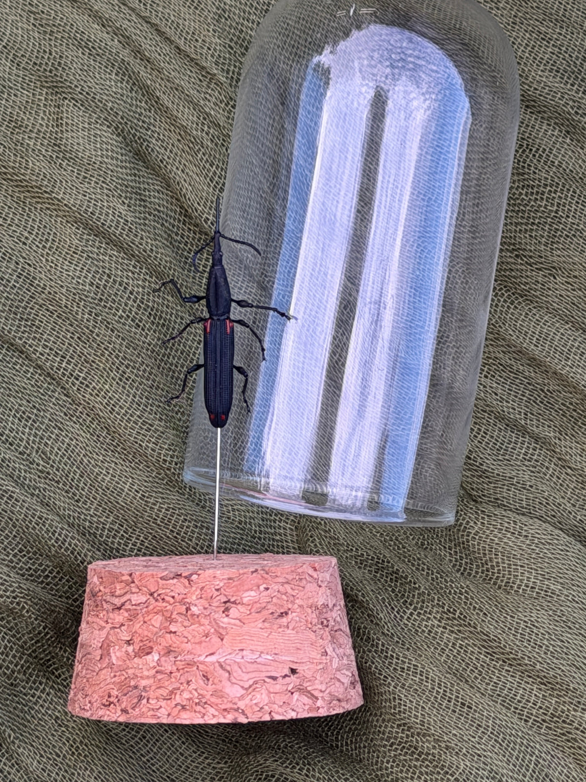 Pinned insect
