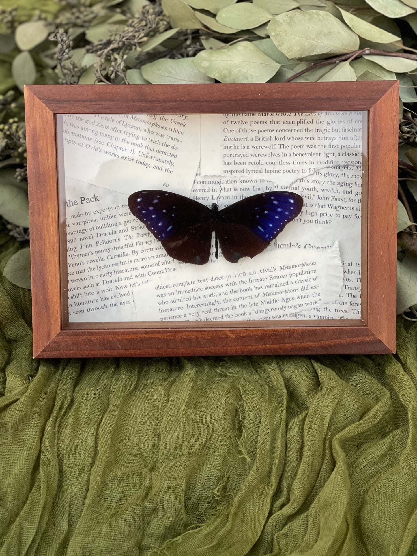 Striped blue crow butterfly